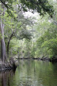 Sop choppy River Cypress Trees - Florida